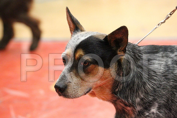 MJS_2537