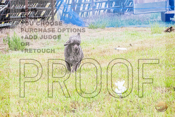 Poodle Std Misty Sat 2_JJL_1048_BatesvilleMS_2024_HR3