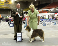 WP Australian Shepherds Fri