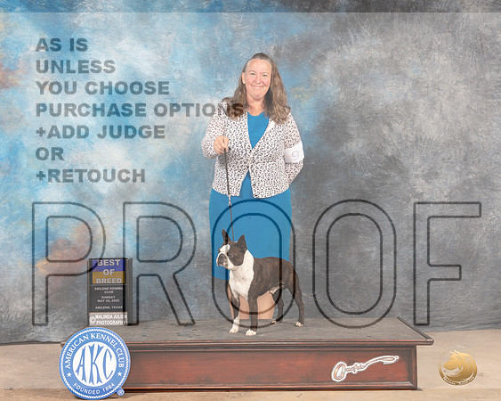 Boston Terrier #9 Sun BOB Judge Peggy McIlwaine r-MMJ_5121-Abilene2022-HR3