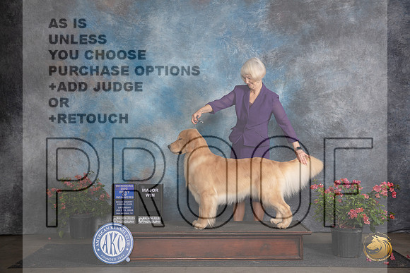 Golden Retriever #11 Sat WDBOWM Judge Wendy G Willhauck__JP_5168_San Antonio_2024_HR3