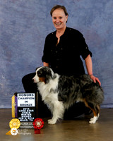 Miniature American Shepherd-2