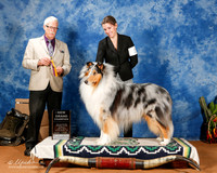 Collie Rough #23 Sun BOV New GrCh