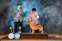 Nova Scotia Duck Tolling Retriever #8 Sun WB Judge Jim Fehring