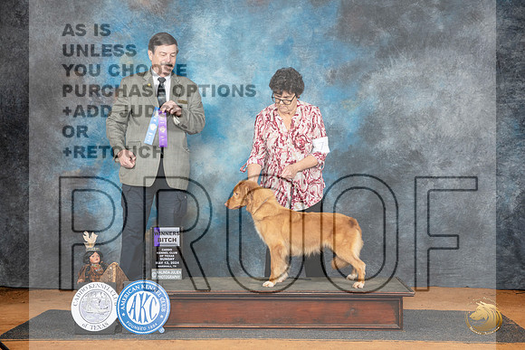 Nova Scotia Duck Tolling Retriever #8 Sun WB Judge Jim Fehring__JP_8431_MARSHALL_2024_HR3