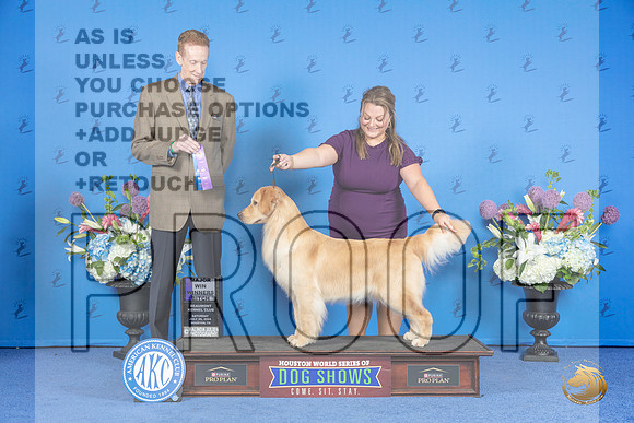 Golden Retriever #24 SAT WB M Judge Ronald Freeman__JP_9968_Houston_2024_HR3