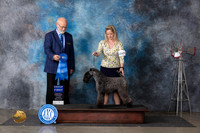 Kerry Blue Terrier #5 Thurs G1 Judge Gary Andersen