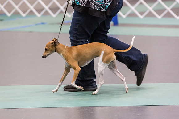 Italian Greyhound Sat Ring_JJL_0808_UKCLNGVIEWOCT2024_2024_HR3