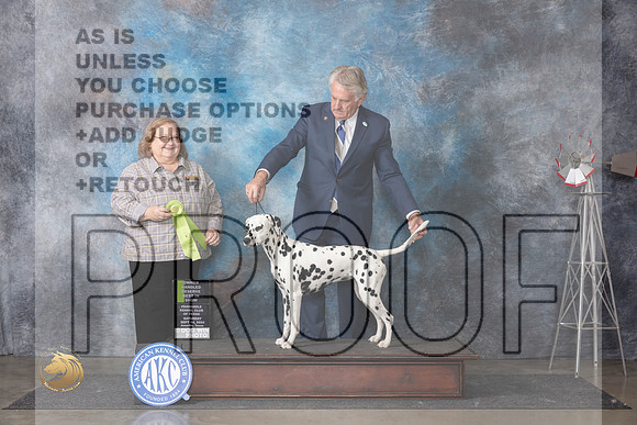Dalmatian #6 Sat OHRBIS Judge Ann Roth__JP_6098_Amarillo_2024_HR3