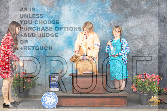 Norwich Terrier #41 Fri BISS Judge Elizabeth ‘Beth’ Sweigart__JP_4051_San Antonio_2024_HR3