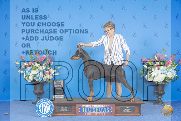 Doberman #23 FRI WD BOW M Judge Ronald Freeman__JP_9786_Houston_2024_HR3