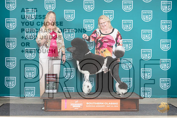Poodle Std MC #128 Sun1 G2 Judge Pamela Perdue__JP_6557_BatesvilleMS_2024_HR3