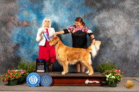 Golden Retriever #15 Sun BOW Judge Jan Paulk