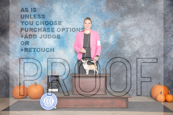 Chihuahua Smooth #15 Sun WDBOW NCh Judge Tim Catterson__JP_9157_Humble_2024_HR3