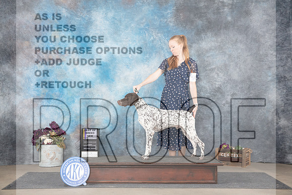German Shorthaired Pointer #9 Sun BOBNGCH Judge Sulie Greendland-Paveza__JP_8022_Belton_2024_HR3