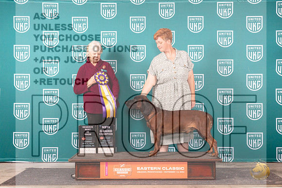 Barvarian Mt Scenthound #169 Sun RBISGCH Judge Kathryn Baxter__JP_2501_UKCEastern_2024_HR3