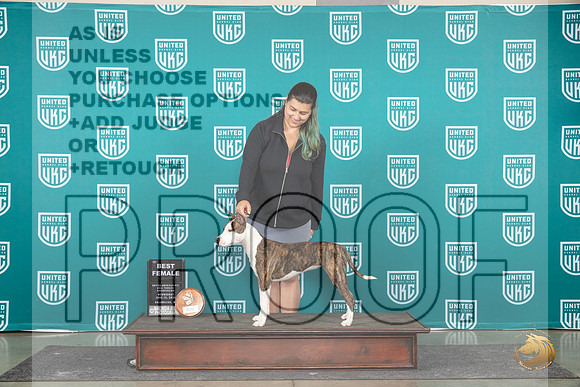 American Pit Bull Terrier #103 Wed BF Judge Cindy Sanders__JP_0579_Premier_2024_HR3