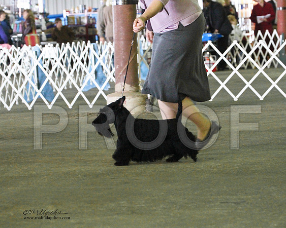 Scottish Terrier - 0015