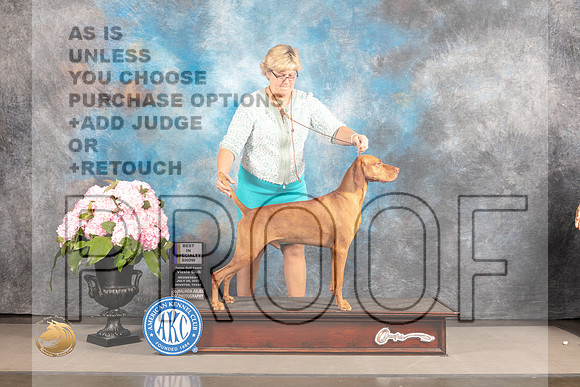 Vizsla #21 Sat BISS Judge Linda Hurlebaus r_MJ_6966_Houston_2022_HR3