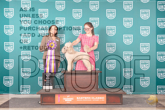 Poodle Miniature #234 Sun ABIS Judge Tina Camp__JP_2544_UKCEastern_2024_HR3