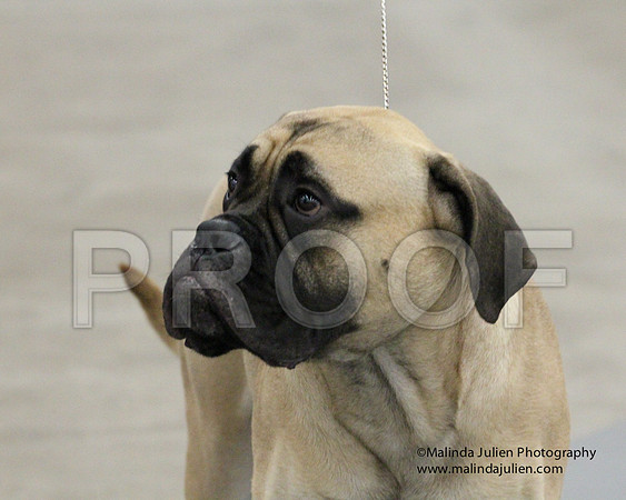 6-9PupSweeps-8475