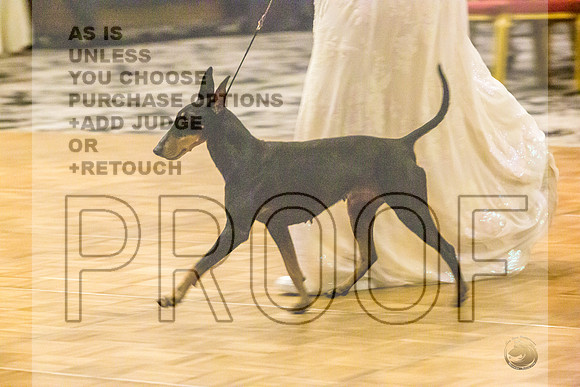 Manchester Terrier MTOY Candids-JJL_2339-Hstn2022_HR3