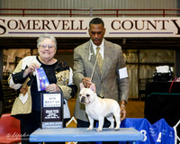 French Bulldog #32 Sun BOW Maj +A1