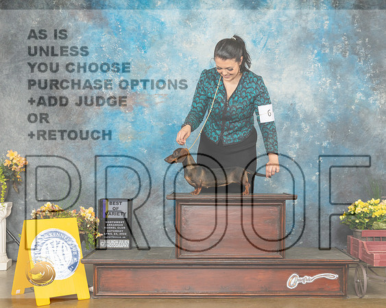 Dachshund Smooth #6 Sat WBBOWBOV Judge Deidre Petrie-MMJ_0332-NWARK2022-HR3