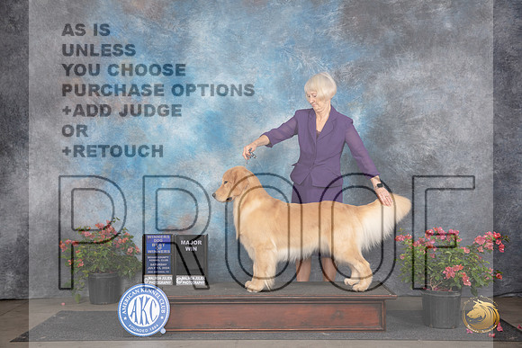 Golden Retriever #11 Sat WDBOWM Judge Wendy G Willhauck__JP_5169_San Antonio_2024_HR3