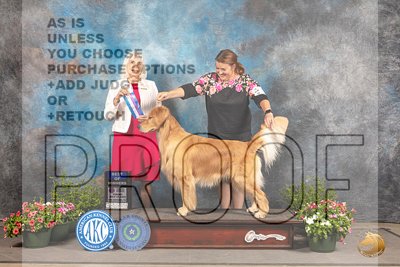 Golden Retriever #15 Sun BOW Judge Jan Paulk_MJ_1035_SA_2022_HR3