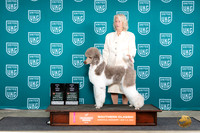 Poodle Std MC #186 FriSatHITQQQ Judge Terri Rein