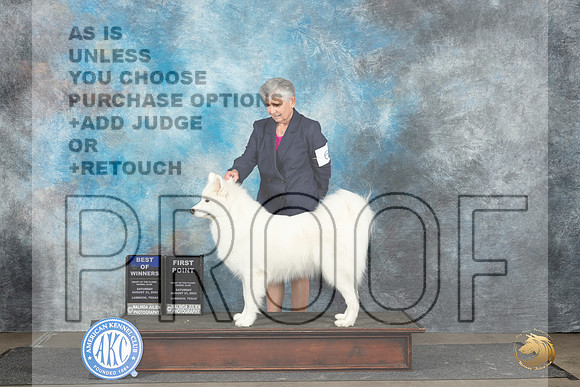 Samoyed #6 Sat BOW Judge Debra Thornton__JP_3651_Lubbock_2024_HR3