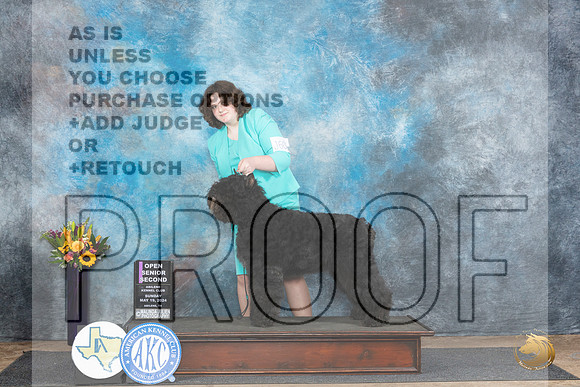 Bouvier de Flandres #J601 Sun Jr2 Judge Edy Dykstra-Blum__JP_0022_Abilene_2024_HR3