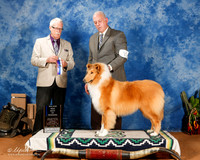 Collie Rough #21 Sun BOW Maj OL