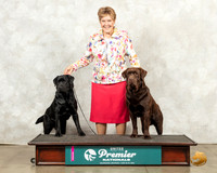 Labrador Retriever Sun Custom