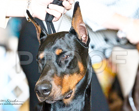 Dobe-3478-1