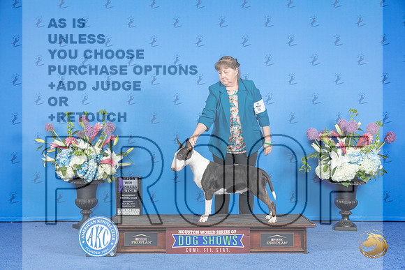 Bull Terrier Colored #24 SAT WB M Judge Nancy Liebes__JP_9970_Houston_2024_HR3