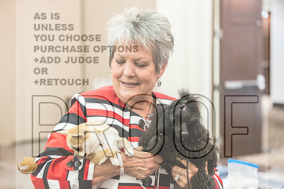 *Candids Chihuahua FriJJL_3589_HstnTOY_2022_HR3