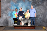 Bearded  Collie #307 G4 Sat Judge Brenda and Jennifer Landers