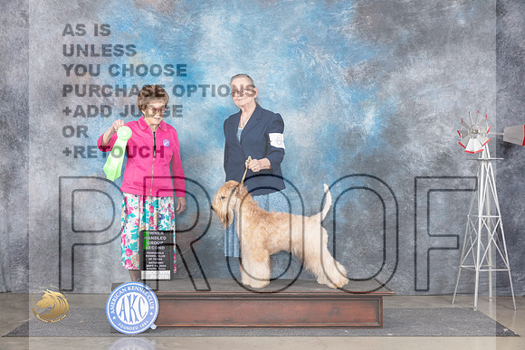 Soft Coated Wheaten Terrier #6 Sat OHG2 Judge Pat Trotter__JP_6068_Amarillo_2024_HR3