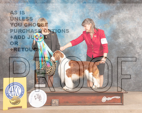 Welsh Springer Spaniel #5 Fri AOM Judge Peggy Beisel McIlwainer-MMJ_7821-FW2022-HR3