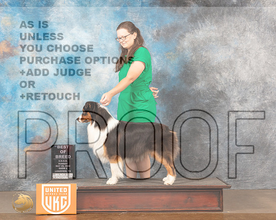 Austrlian Shepherd #124 Sun2 BOB Judge Katherine ShortMMJ_6234_Lngvw2022HR3