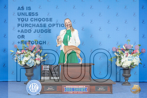 Italian Greyhound #12 SUN BOS NOHS M Judge Jon Cole__JP_0153_Houston_2024_HR3