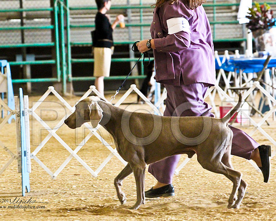 Weim-4152