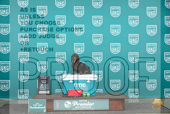 Dachshund #485 ATDBIS Judge Lori Sargent__JP_2904_Premier_2024_HR3
