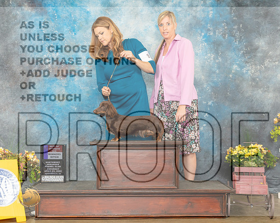 Dachshund Longhaired #8 Sat WBBOS Judge Deirde Petrie-MMJ_0524-NWARK2022-HR3