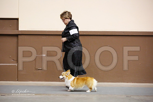 CorgPW-4075-SANov13-HR