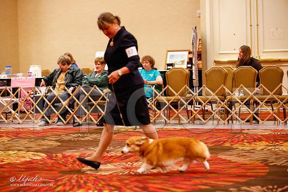 _JJ_9380-HstnCorgiFeb2015-HR3