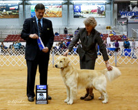 Golden Retriever #9 Sat Best of Winners Williams Lynda Rebecca Gear Judge J Fehring