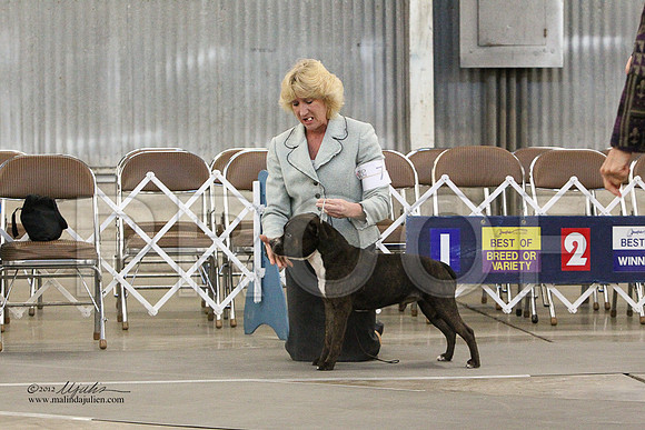 AmStaff-1138